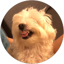 A Luo Chen (洛神花) profile picture